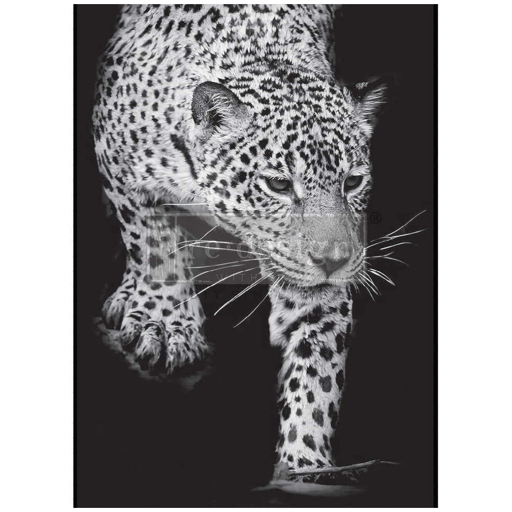 Feline Gaze (A1: 59 x 84cm) - Redesign FIBER découpage
