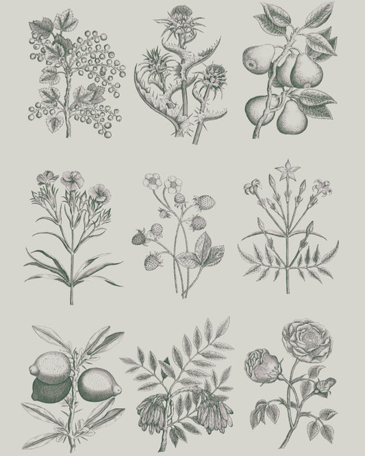 Botanical drawings (48x68cm) - Annie Sloan découpage Annie Sloan